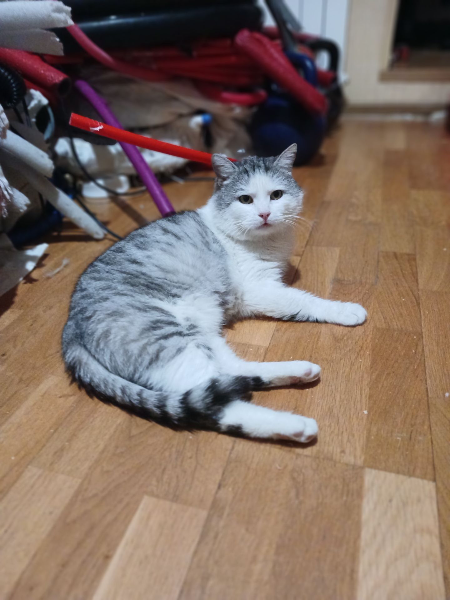 Кіт Маркіз у пошуку родини