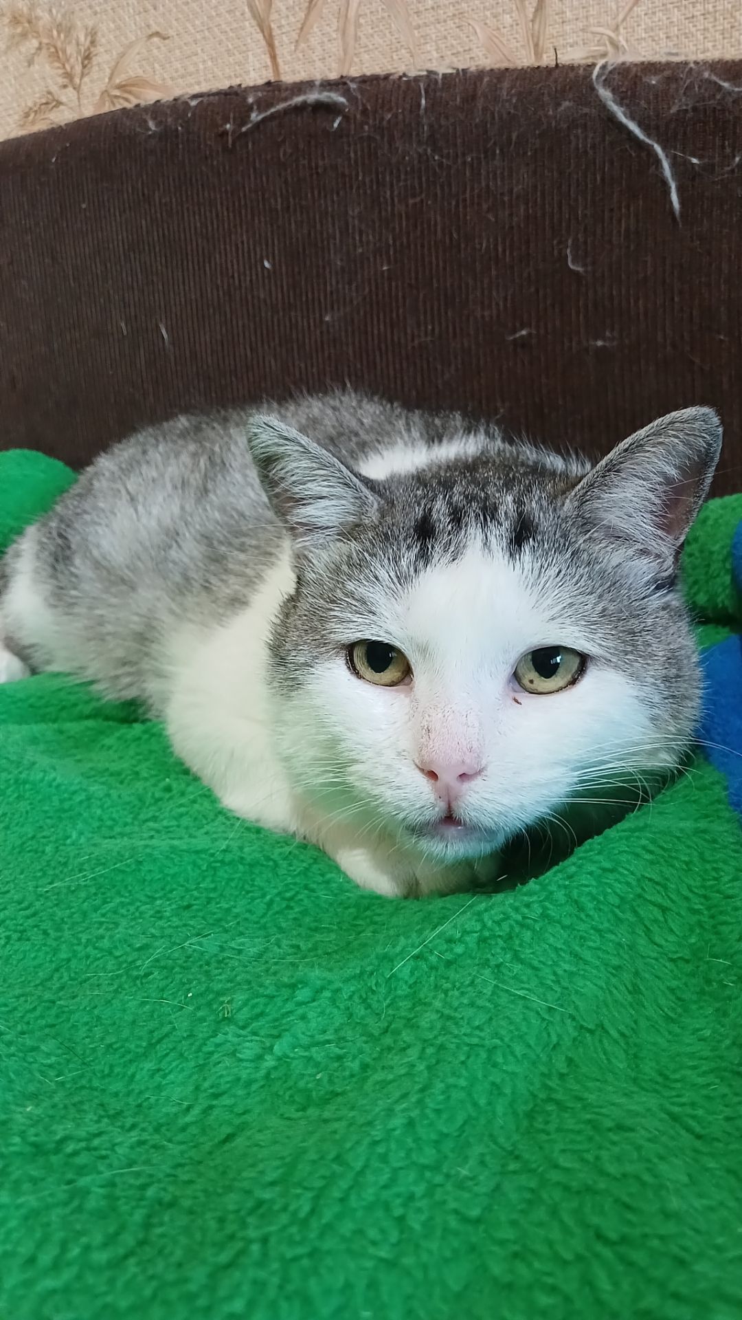 Кіт Маркіз у пошуку родини