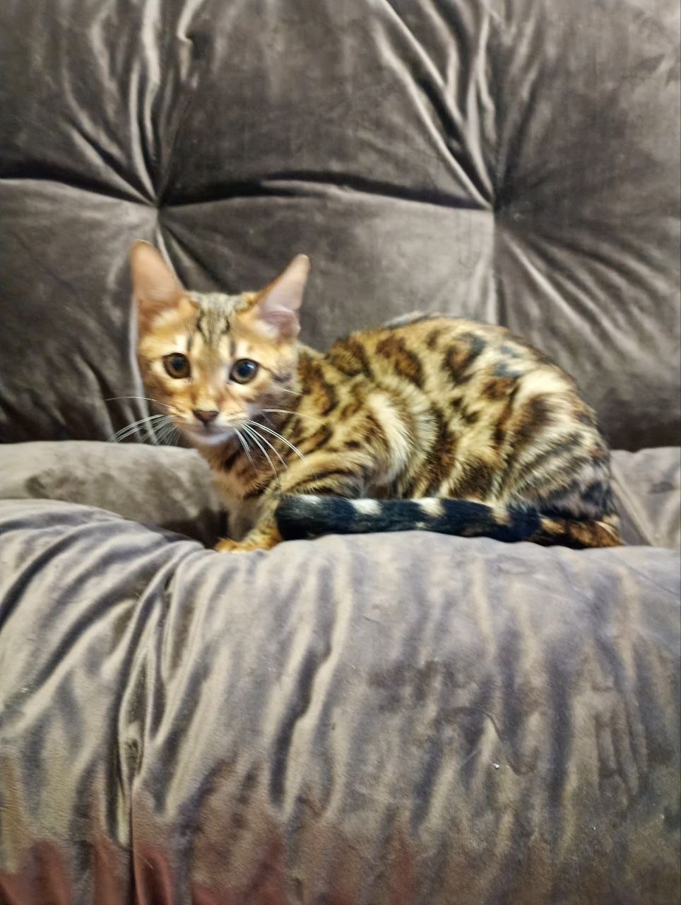 Кошечка Бенгальская