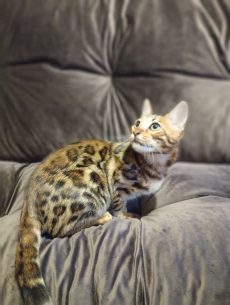 Кошечка Бенгальская