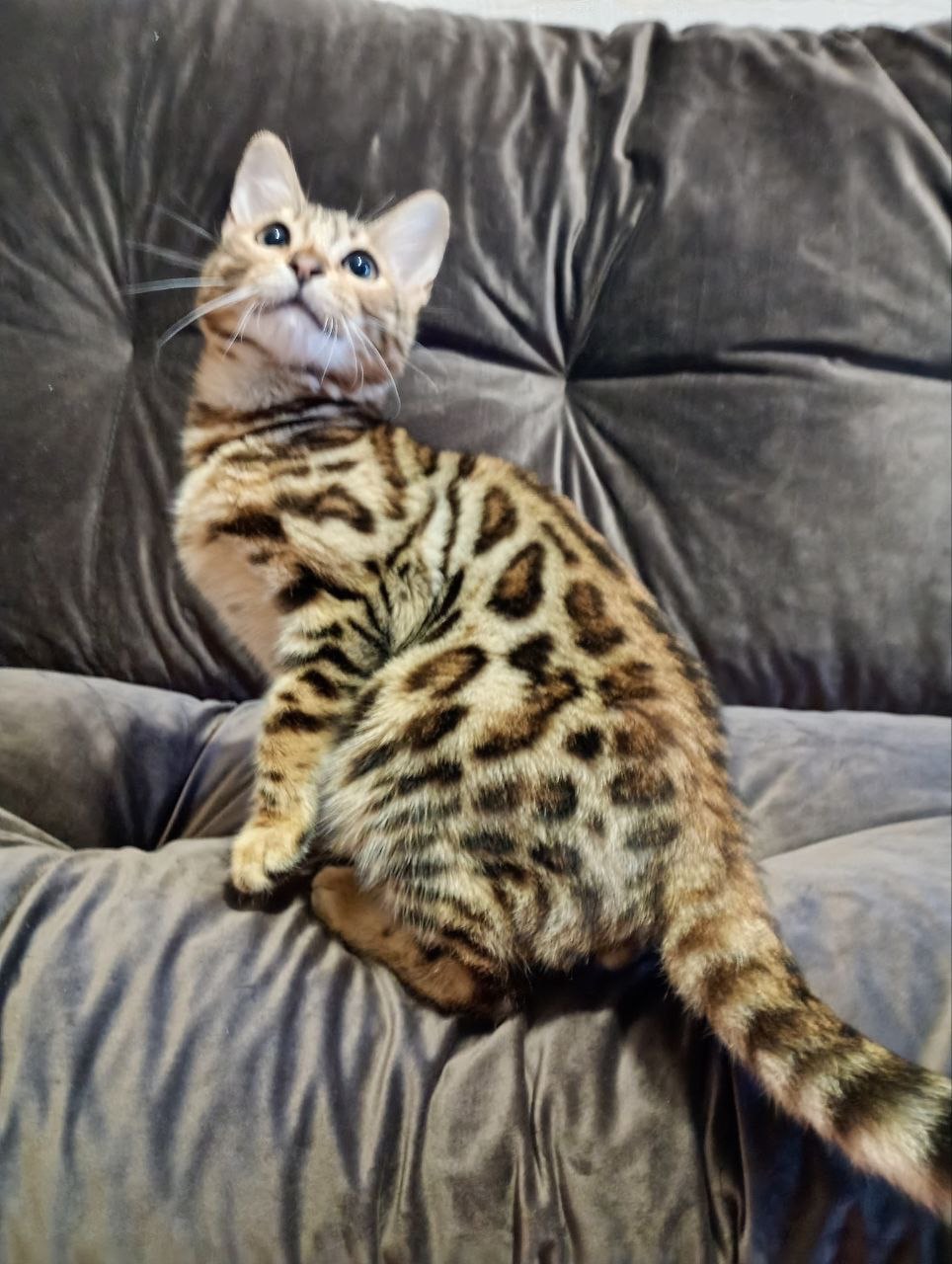 Кошения Бенгал