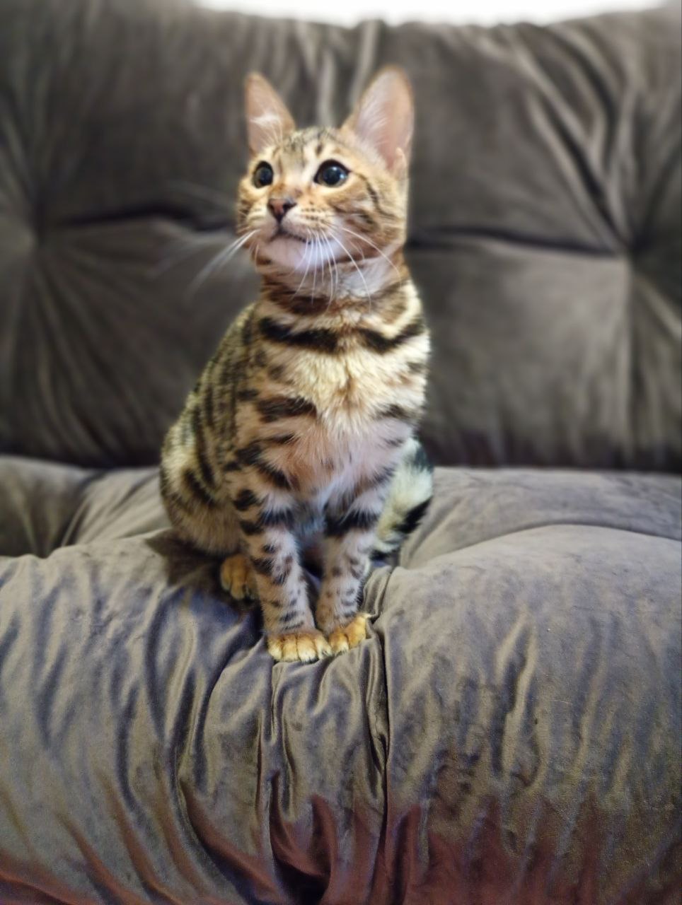 Кошения Бенгал