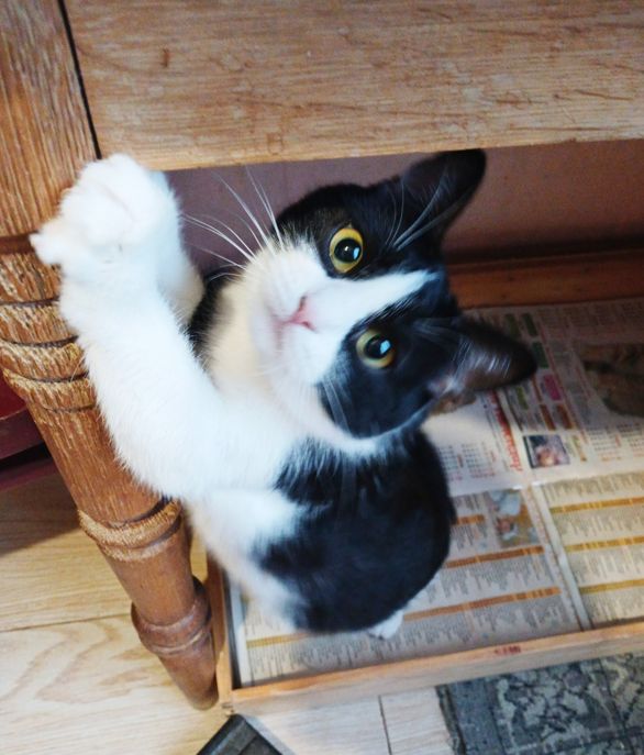 Мила чорно-біла киця, 2 роки, стерилізована