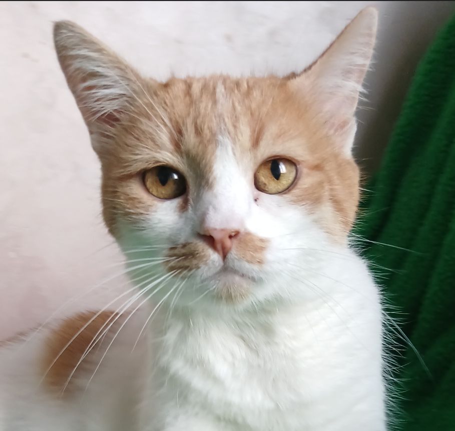 Рудо-біла кішка Іва, 5 років, дуже лагідна