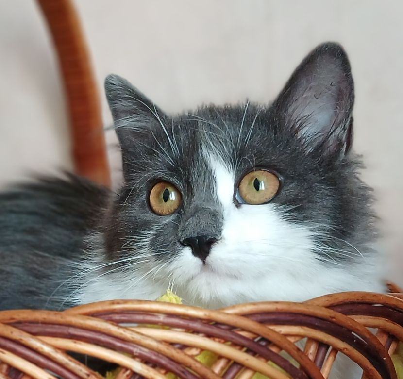 Пухнаста попелясто-біла кішка Пуша, 1 рік