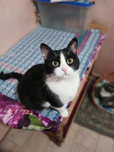 Мила чорно-біла киця, 2 роки, стерилізована