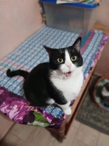 Мила чорно-біла киця, 2 роки, стерилізована