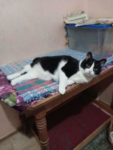 Мила чорно-біла киця, 2 роки, стерилізована