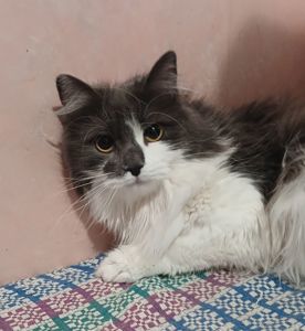 Пухнаста попелясто-біла кішка Пуша, 1 рік