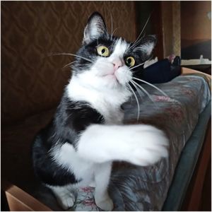 Мила чорно-біла киця, 2 роки, стерилізована