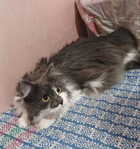 Пухнаста попелясто-біла кішка Пуша, 1 рік