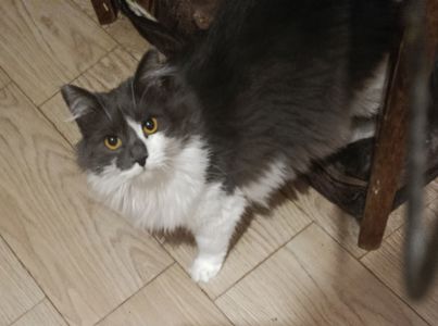 Пухнаста попелясто-біла кішка Пуша, 1 рік