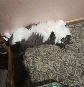 Пухнаста попелясто-біла кішка Пуша, 1 рік