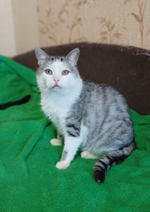 Кіт Маркіз у пошуку родини