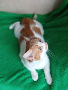 Рудо-біла кішка Іва, 5 років, дуже лагідна