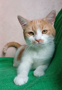Рудо-біла кішка Іва, 5 років, дуже лагідна