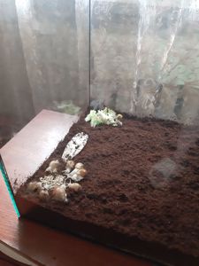 Равлики Ахатини