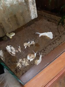 Равлики Ахатини