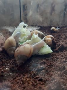 Равлики Ахатини