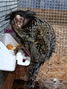 Игрунка девочка. 7 мес