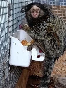 Игрунка девочка. 7 мес