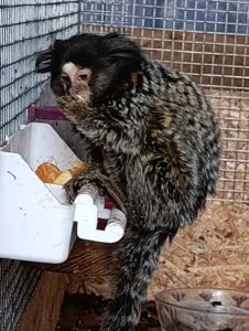 Игрунка девочка. 7 мес