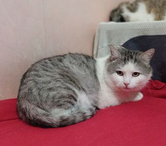 Кіт Маркіз у пошуку родини