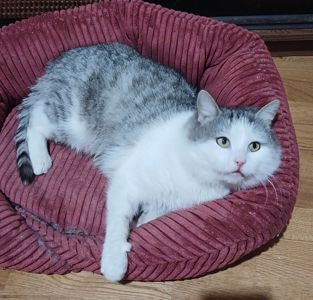 Кіт Маркіз у пошуку родини