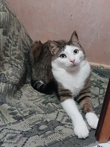 Котик Грей у пошуку родини, 2-3 роки, кастрований