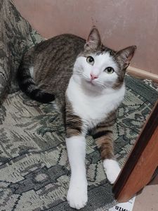 Котик Грей у пошуку родини, 2-3 роки, кастрований