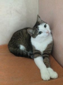 Котик Грей у пошуку родини, 2-3 роки, кастрований