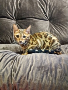 Кошечка Бенгальская