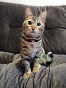 Кошения Бенгал