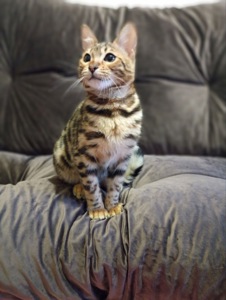 Кошения Бенгал