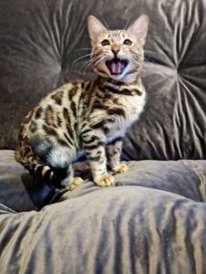 Кошения Бенгал