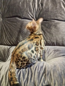 Кошечка Бенгальская