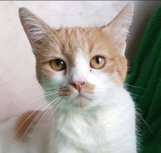 Рудо-біла кішка Іва, 5 років, дуже лагідна
