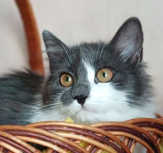 Пухнаста попелясто-біла кішка Пуша, 1 рік