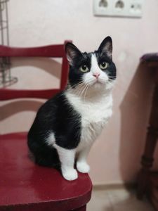 Мила чорно-біла киця, 2 роки, стерилізована