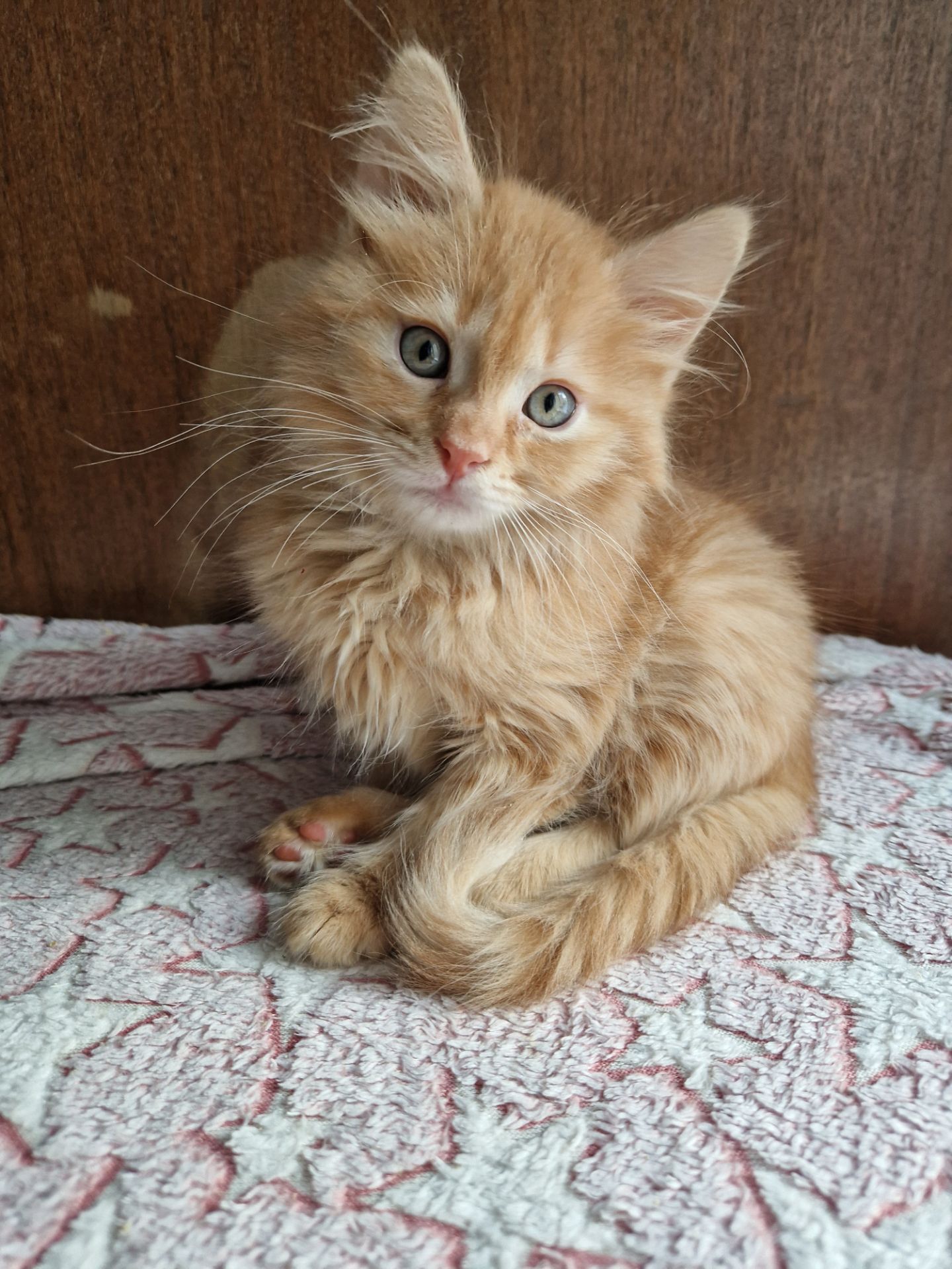 Буде Крупним Пухнасте Сонячно-Золотаве кошеня Два місяці