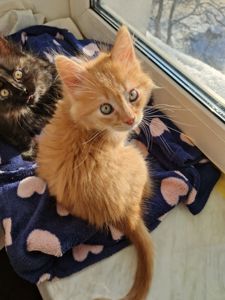 Буде Крупним Пухнасте Сонячно-Золотаве кошеня півтора місяці