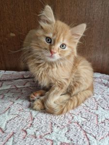 Буде Крупним Пухнасте Сонячно-Золотаве кошеня Два місяці