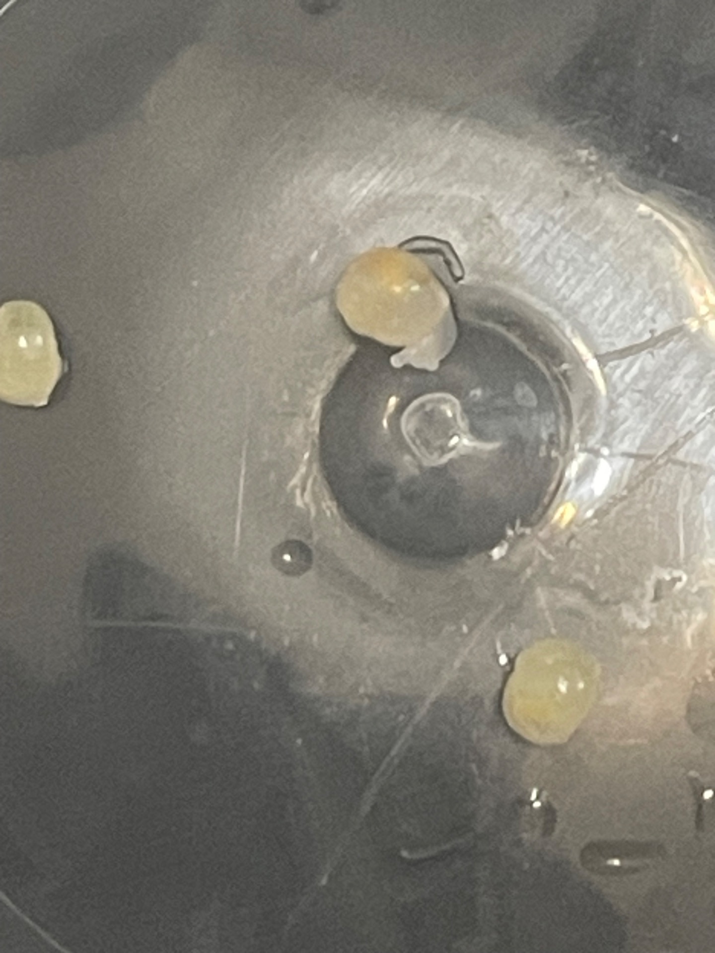 Фуліка родація