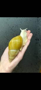 Фуліка родація