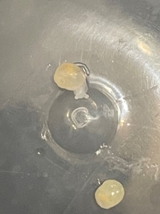 Фуліка родація