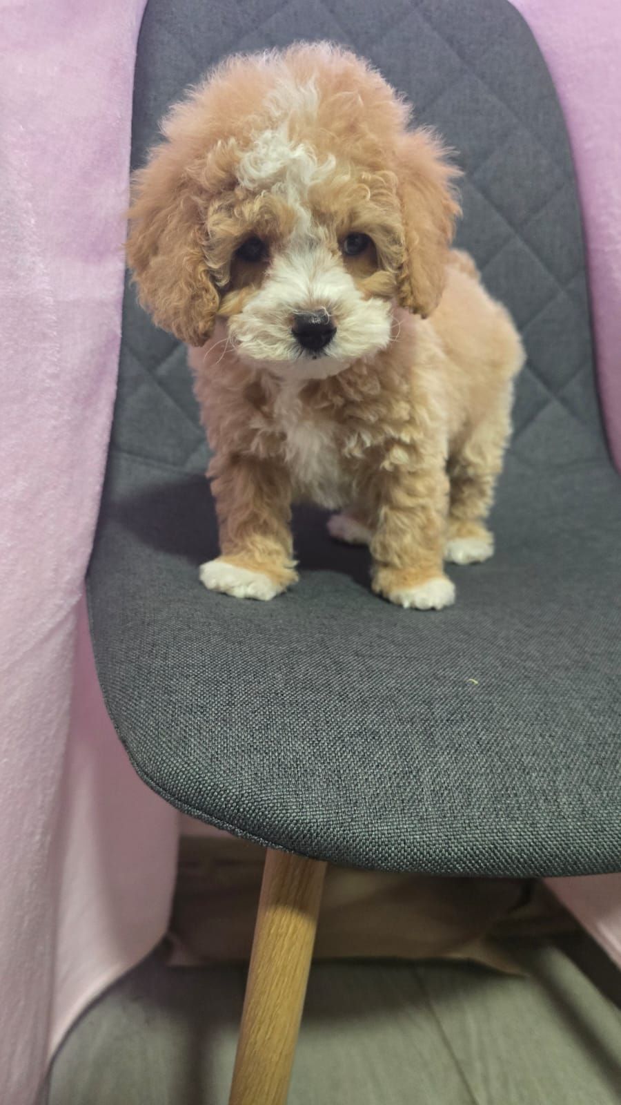 Цуценята мальтіпу Ф1