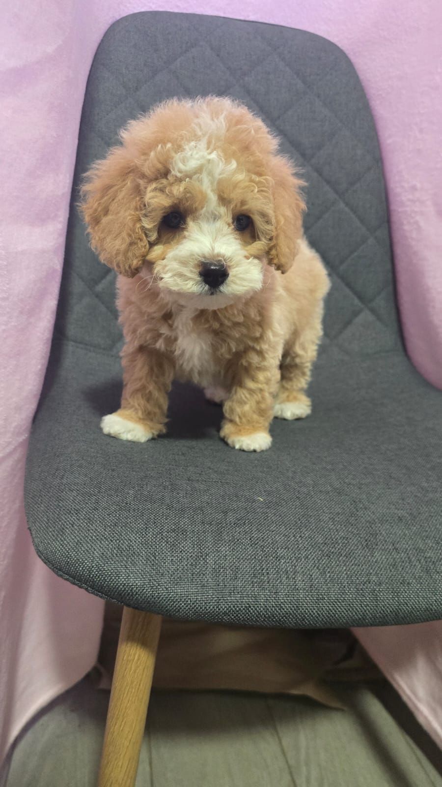 Цуценята мальтіпу Ф1