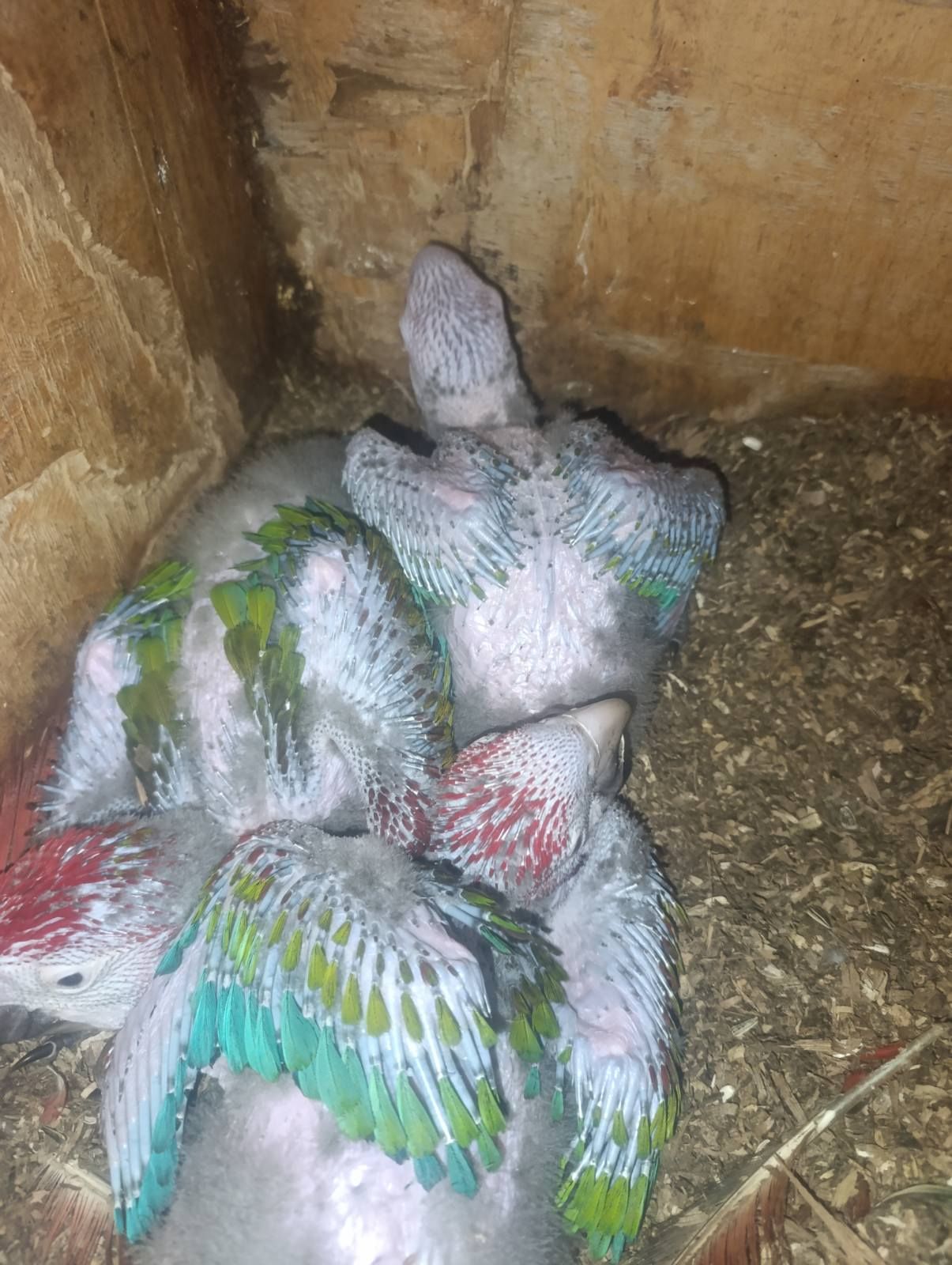 Ара красно- синий