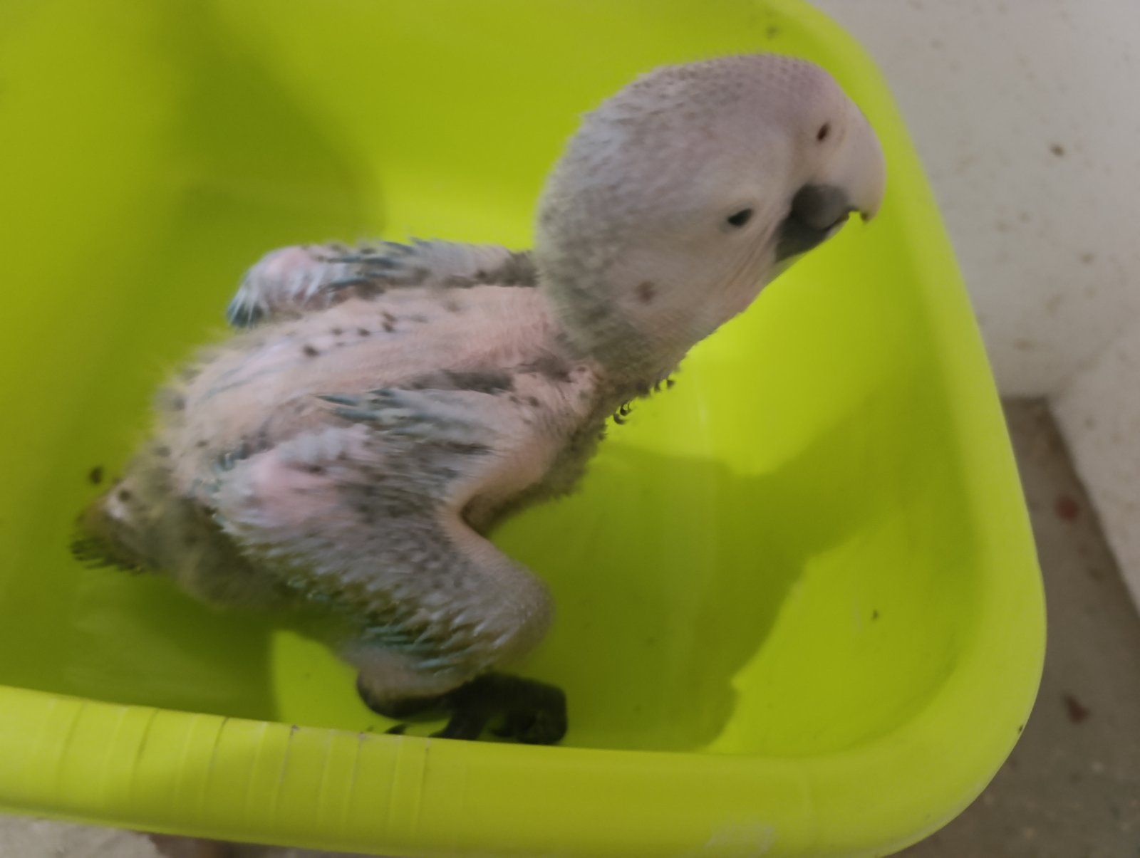 Ара красно- синий