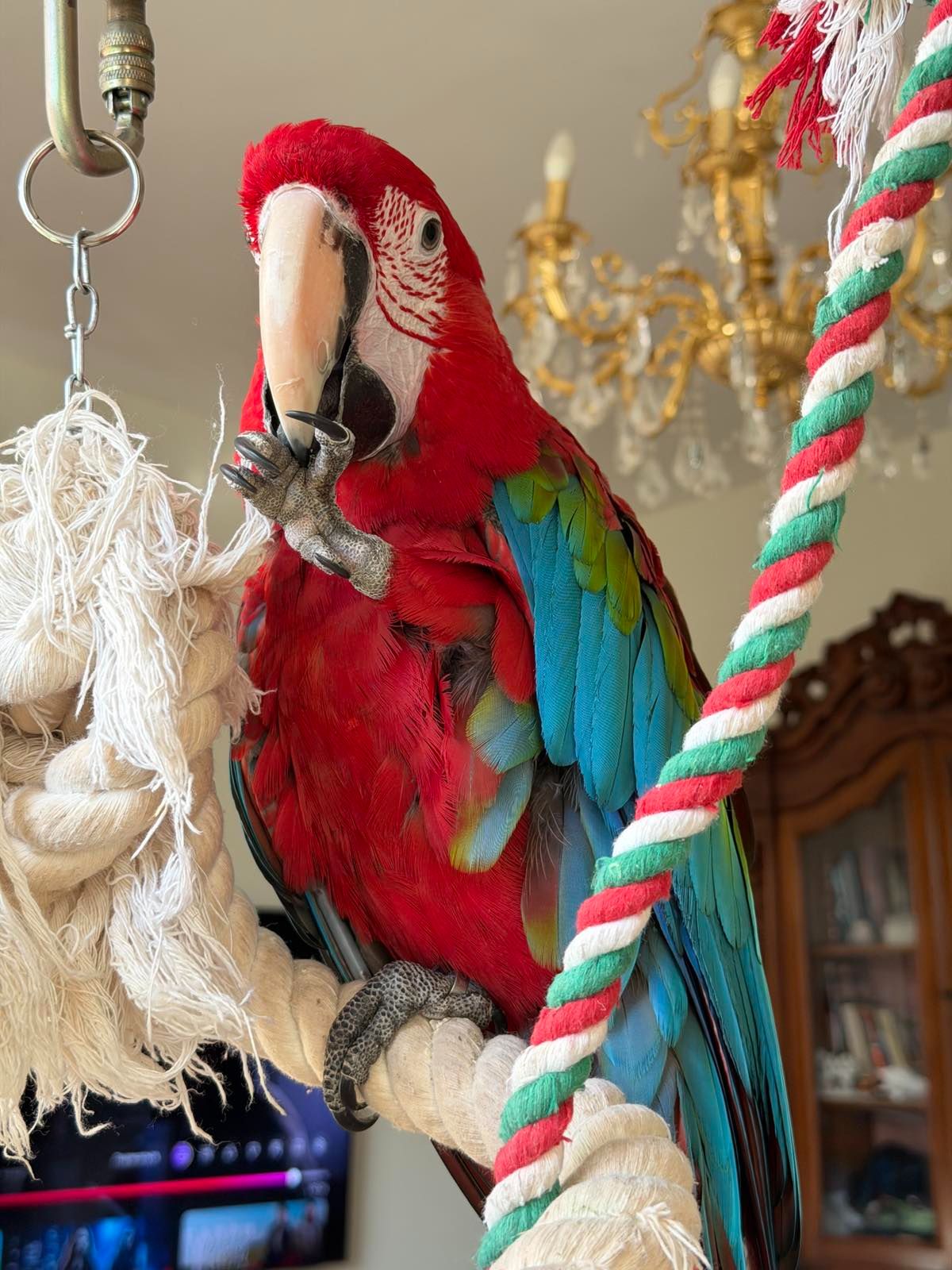 Ара красно- синий